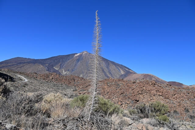 2025.11.09.Tenerife Chimeyro-LaPertito-Guajara